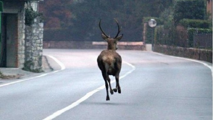 Cervo finisce sulla ss39 dell’Aprica, investito da un’auto ora si trova al Cras di Paspardo