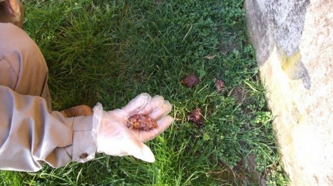 Rinvenute esche avvelenate, a Piancamuno il Comune allerta i padroni di cani
