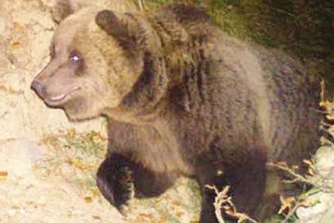 L’orso è uscito dal letargo: due asini sbranati a Cortenedolo