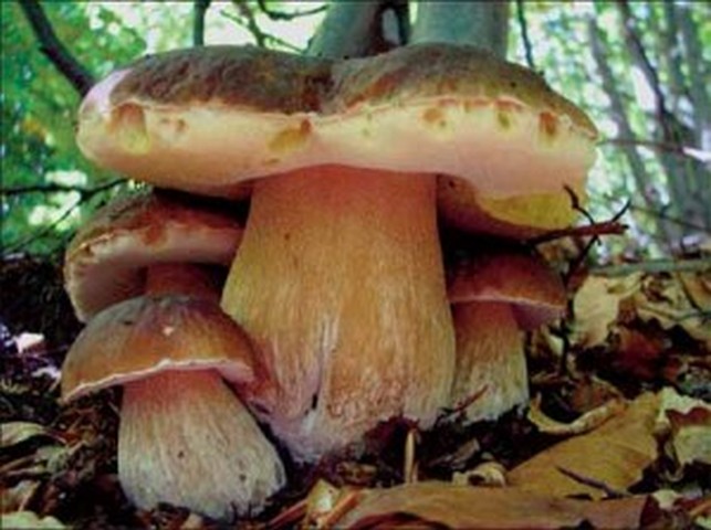 La Comunità montana di Vallecamonica presenta il regolamento per la raccolta funghi, con una novità “tecnologica”