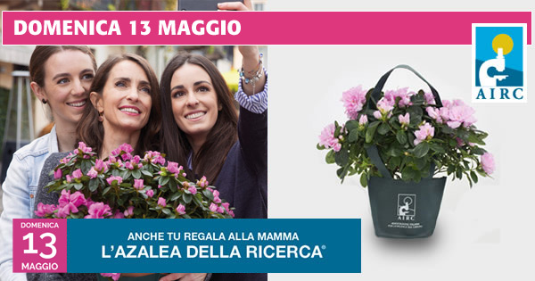 Azalea della Ricerca Airc, ecco le piazze camuno-sebine in cui trovarla