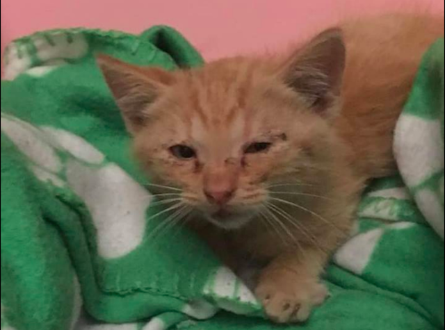 Boario, gatti buttati da auto in corsa: è caccia al colpevole