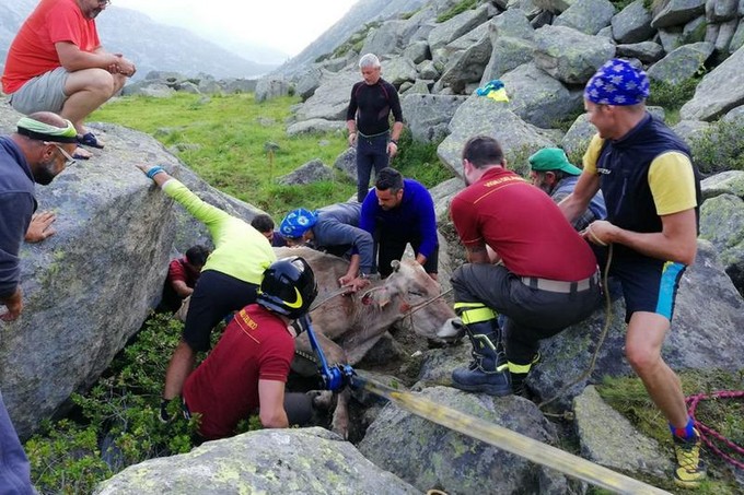 Saviore dell’Adamello, mucca cade tra i massi: recuperata