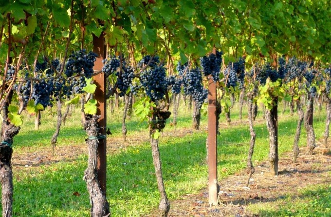Dalla Comunità Montana buoni lavoro per aiutare le imprese agricole nella raccolta dei frutti