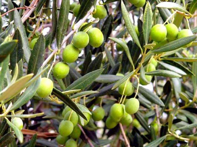 Raccolta delle olive. Sul Sebino un’ottima annata per quantità e qualità