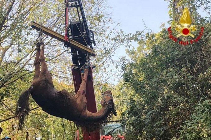 Lovere, non ce l’ha fatta il cavallo precipitato in un fosso