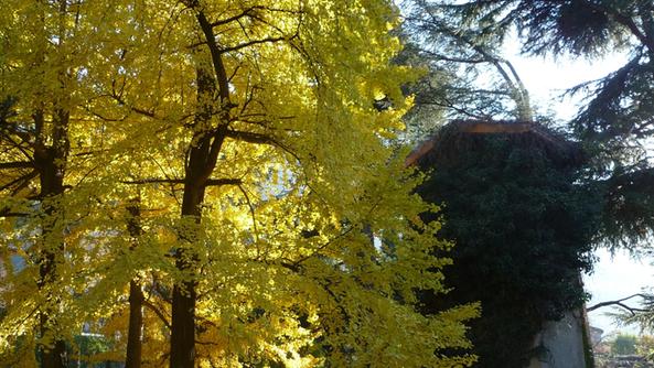 Pisogne, nuova vita per il parco comunale ex Damioli
