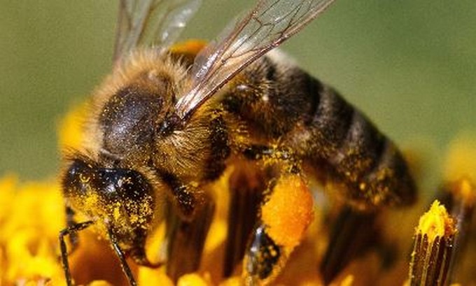 Edolo, dal Bio Distretto e Val.Te.Mo un corso per conoscere e proteggere le api