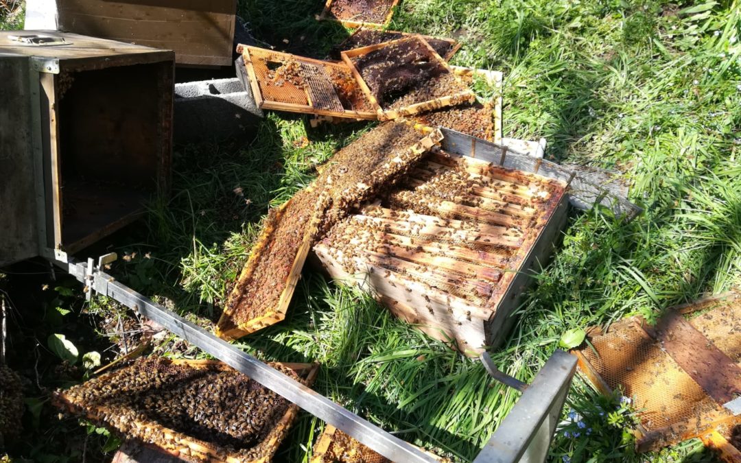 Corteno. Alveari a terra e strage di conigli: colpa dell’orso?