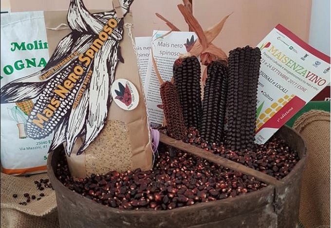 Mais nero spinoso, domani torna la distribuzione dei semi ad Esine e Piamborno