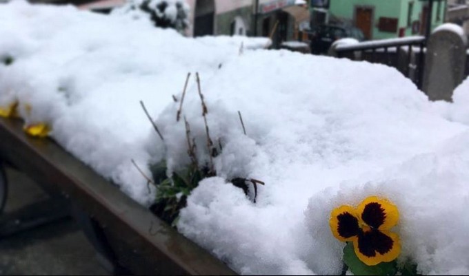 Domenica delle Palme… imbiancate. Neve anche a bassa quota, a Pontedilegno-Tonale piste ancora aperte