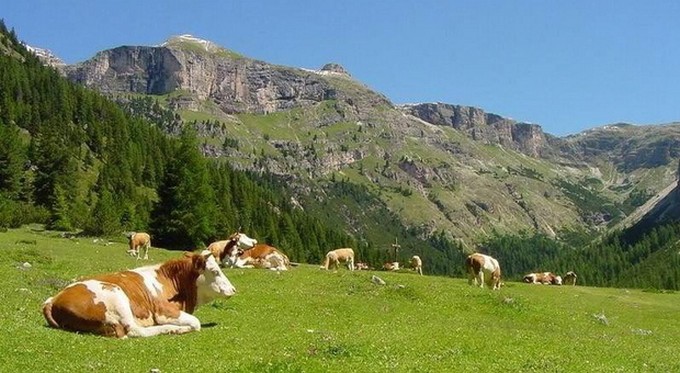 Truffa degli alpeggi, sequestrati beni a due imprenditori cremonesi affittuari a Cimbergo