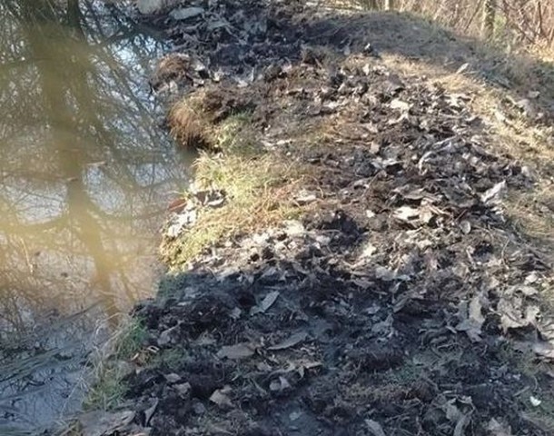 In tante zone della Vallecamonica laghetti e stagni razziati per catturare rane e girini