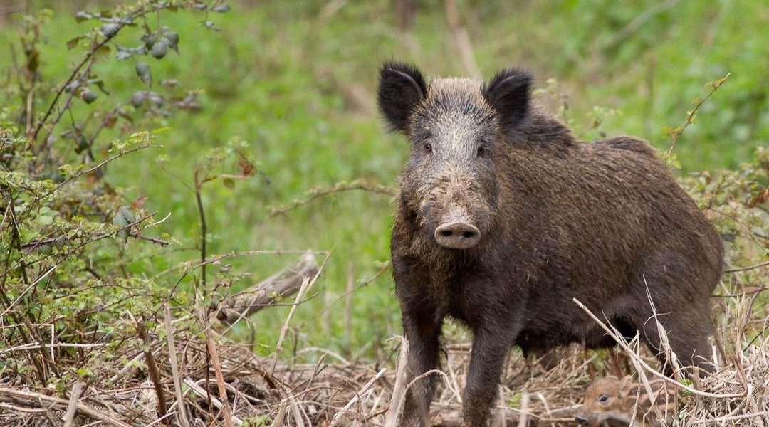 I cinghiali alla conquista anche dell’alta Valle: avvistamento a Precasaglio di Pontedilegno