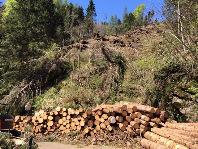 La gestione sostenibile delle foreste. Il punto a otto mesi dalla tempesta Vaia sabato all’Unimont