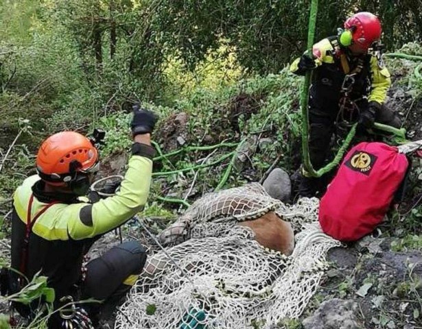 Artogne, mucca nella scarpata. Arriva un elicottero da Venezia a salvarla