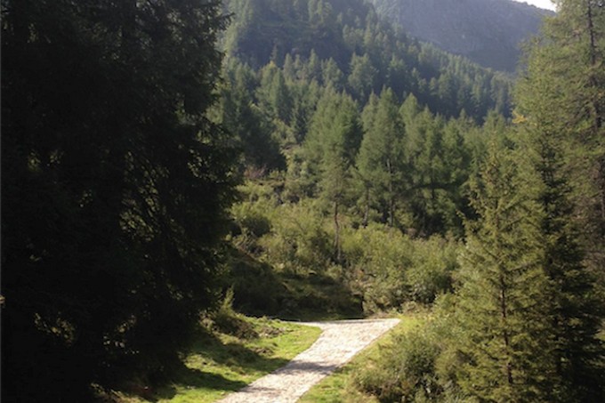 Comunità Montane, dalla Regione 376mila euro alla Vallecamonica per la tutela del patrimonio forestale
